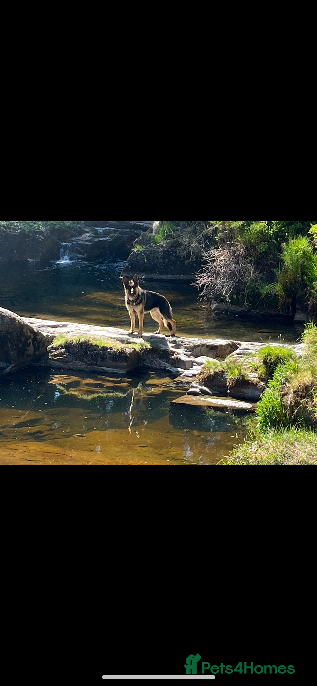 German Shepherd dogs for stud: Kc Reg fully health tested German Shepherd Stud  in Welshpool - Image 13