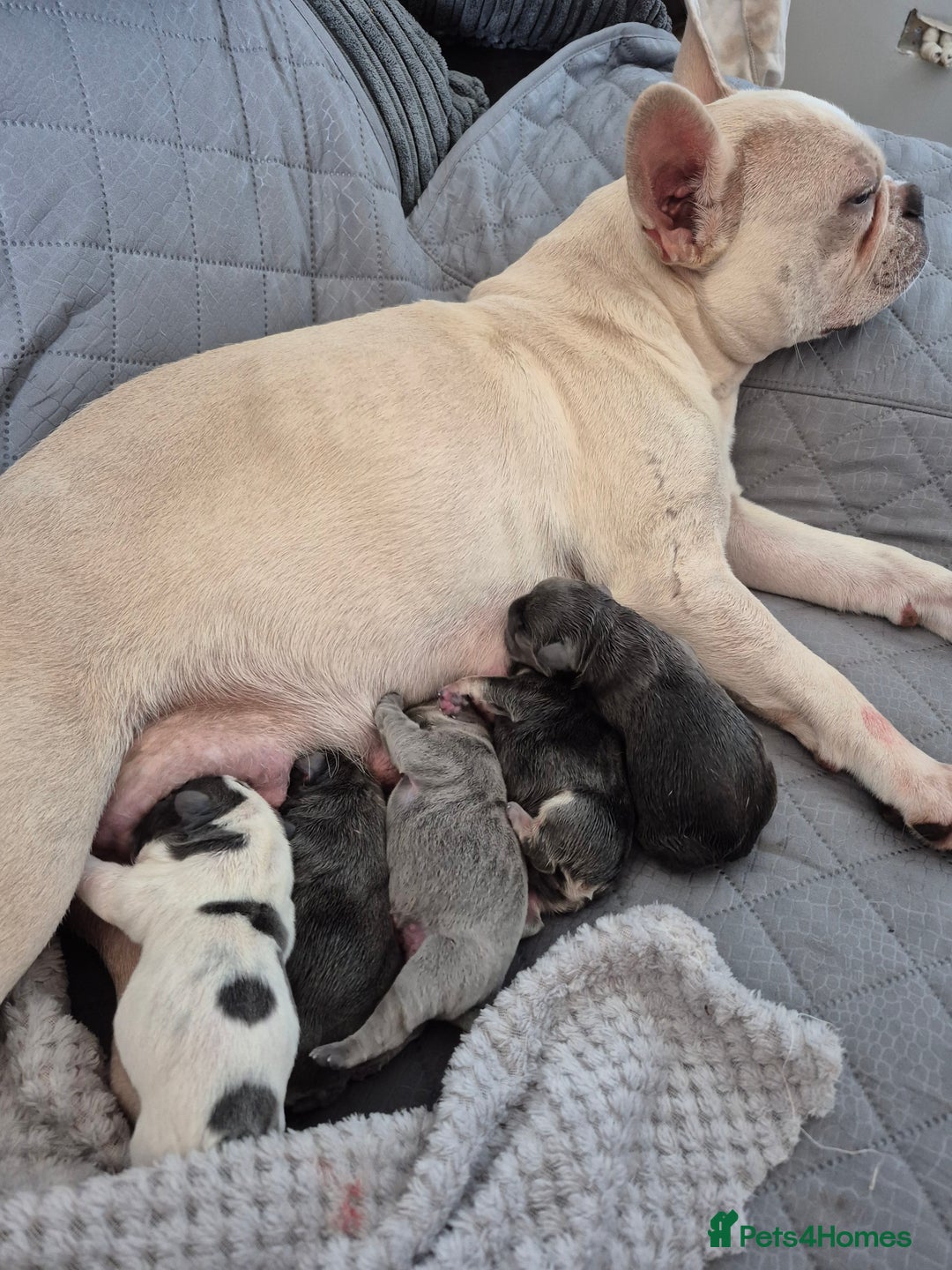 French Bulldog dogs for sale: French Bulldog puppies 10 weeks old - Image 1