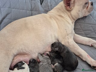 French Bulldog dogs - Advert 9