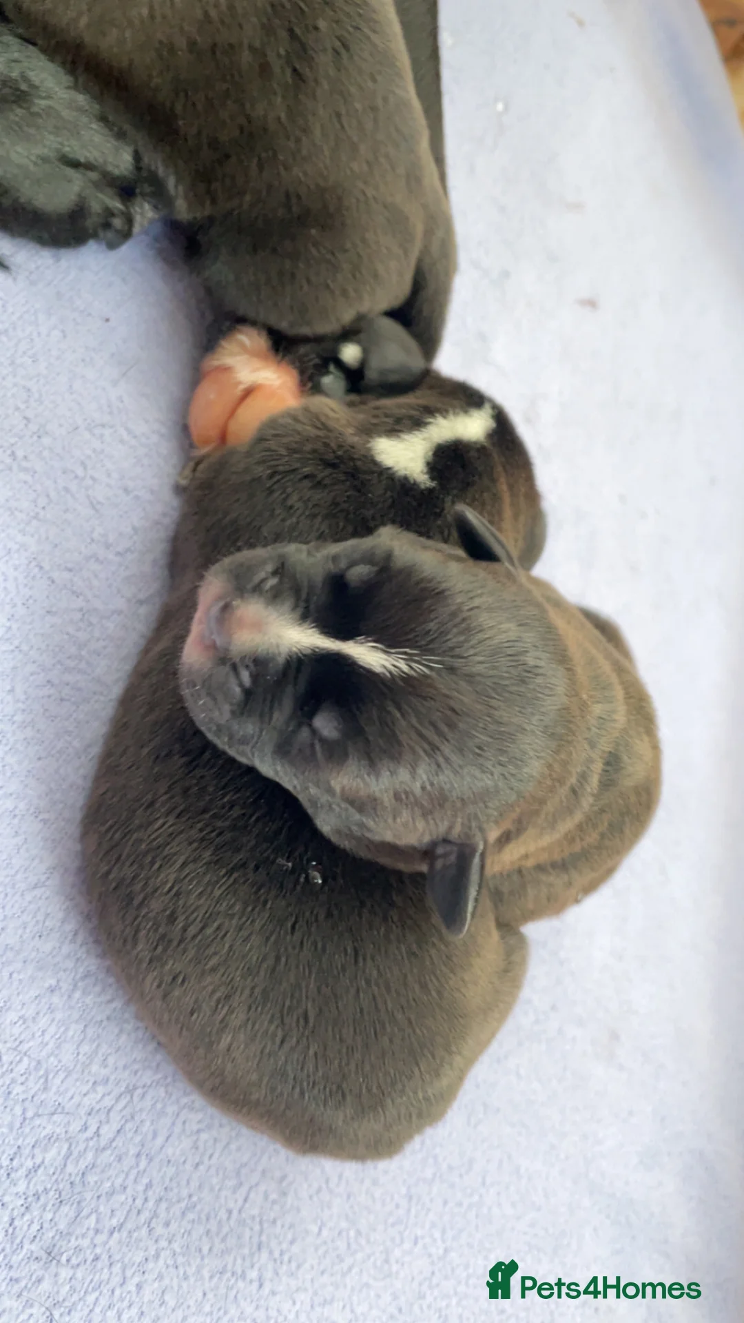 Staffordshire Bull Terrier dogs for sale: Staffordshire Bull Terrier Pups 💙🩷 - Advert 22