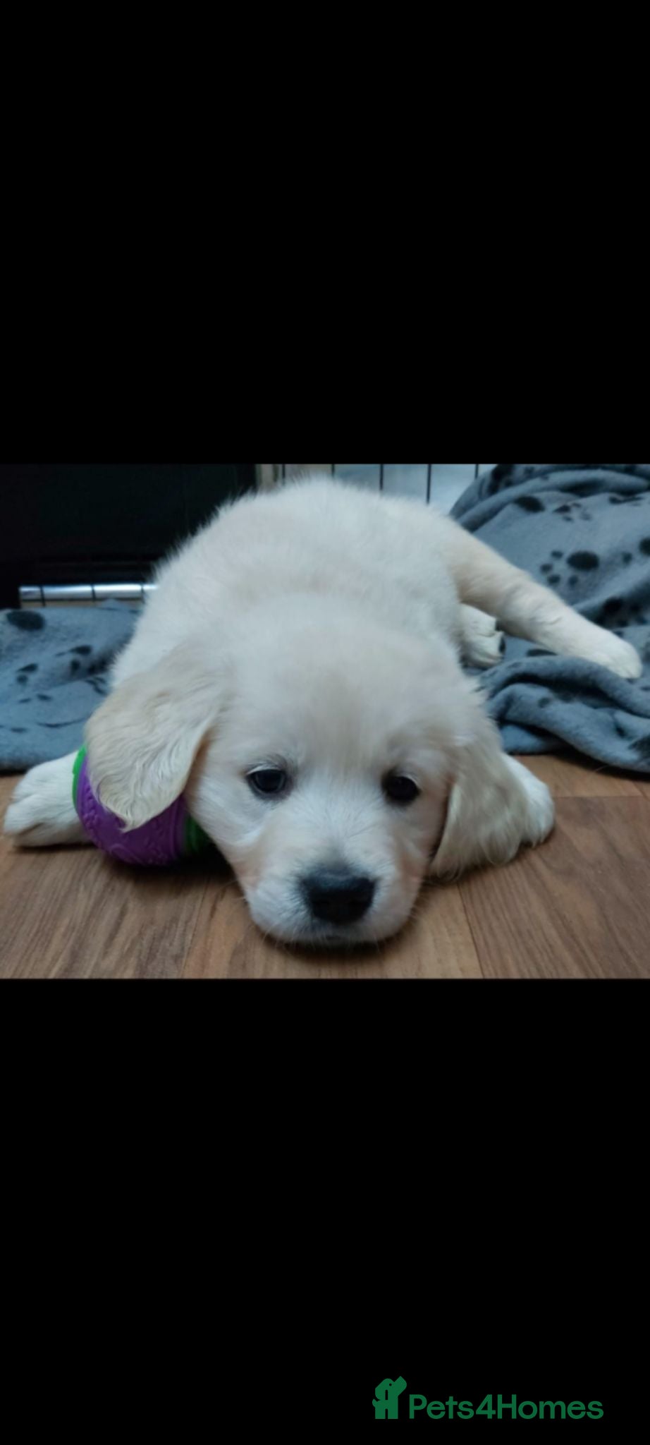Golden Retriever dogs Golden Retriever pups looking for forever homes  - Advert 18