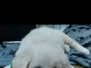 Golden Retriever dogs Golden Retriever pups looking for forever homes - Advert 3