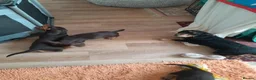 Miniature Dachshund dogs for sale: Miniature wire haired dachshunds - Advert 13