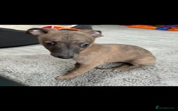 Whippet dogs for sale: Full kc registered whippets  - Image 8