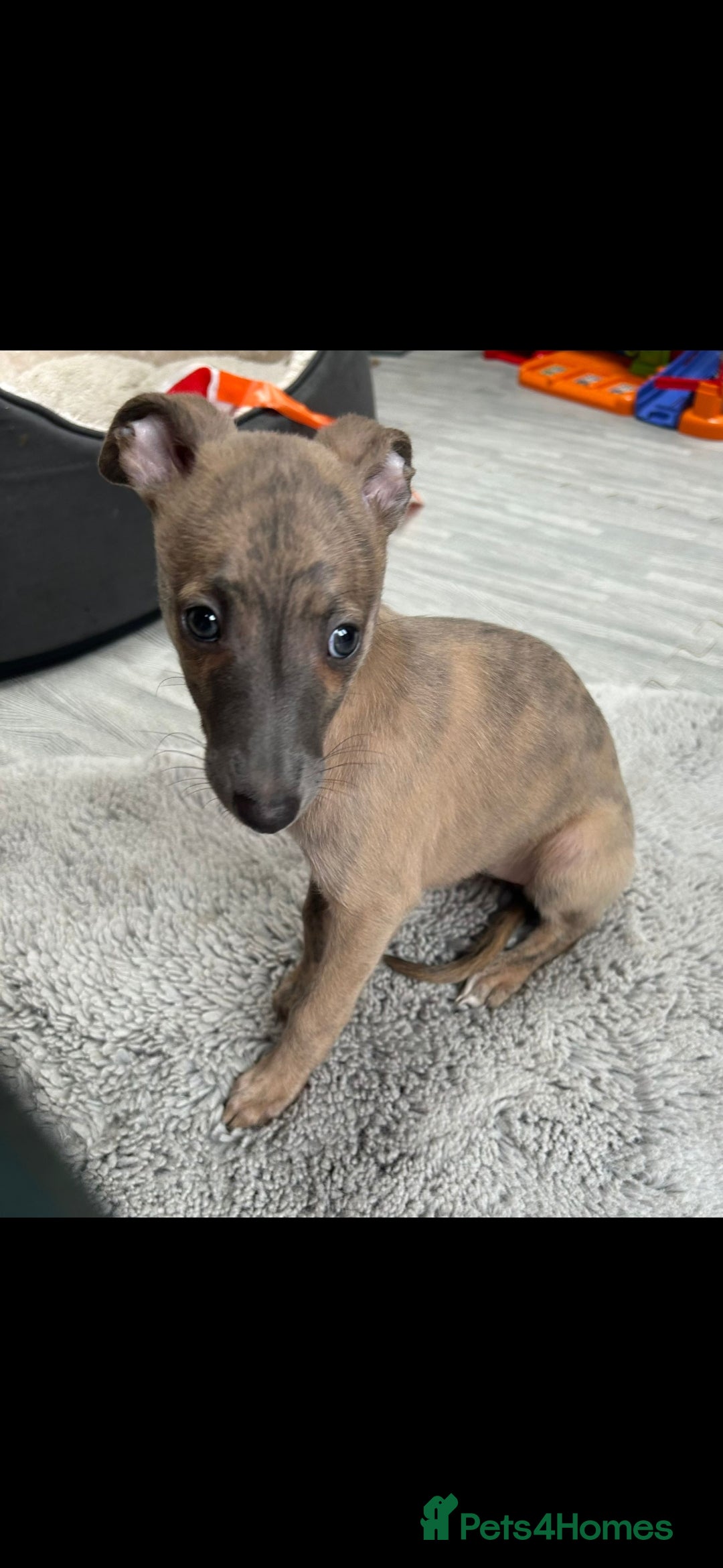 Whippet dogs for sale: Full kc registered whippets  - Image 8