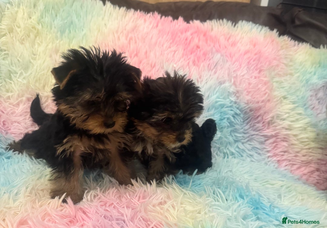 Yorkshire Terrier dogs for sale: Yorkshire terrier puppies  - Advert 6