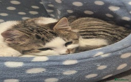 Mixed Breed cats for sale: Two inseparable kittens  - Image 5