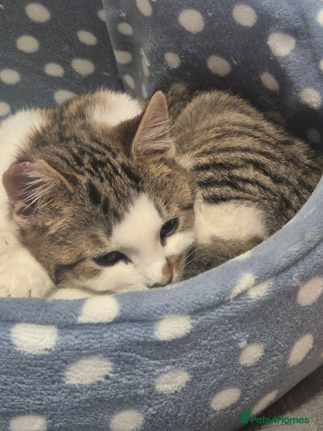 Mixed Breed cats for sale: Two inseparable kittens  - Image 5