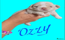 Shih Tzu dogs for sale: Imperial shih tzus 2 beautiful boys  - Image 2