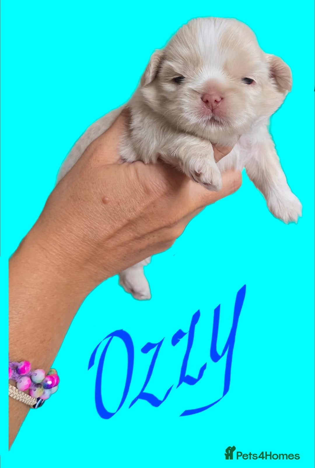 Shih Tzu dogs for sale: Imperial shih tzus 2 beautiful boys  - Image 2