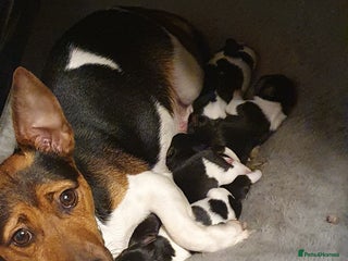Jack Russell dogs for sale - Advert 1