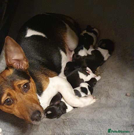 Jack Russell dogs - Advert 1