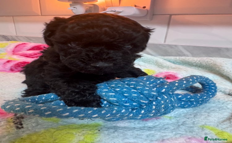 Yorkiepoo dogs - Advert 1