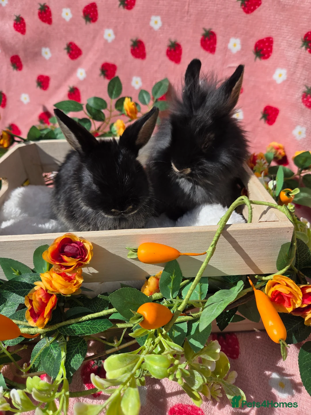 Mixed Breed rabbits for sale: Netherland Dwarf x Lion head ready ☆15th may - Advert 2