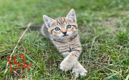 European cats for sale: 5 Adorable Male Kittens Looking for Loving Home - Image 8