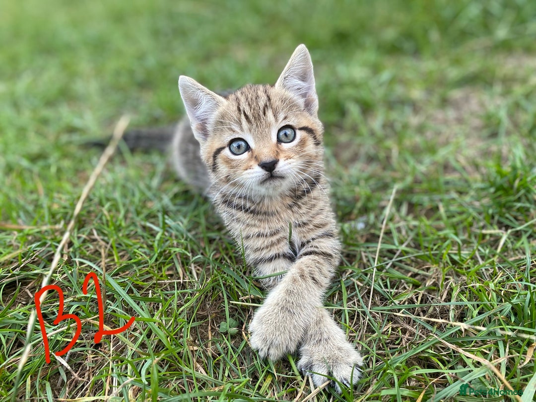 European cats for sale: 5 Adorable Male Kittens Looking for Loving Home - Image 8