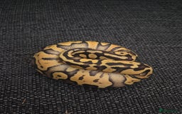 Python Snake reptiles for sale: Royal Python complete set up - Image 3