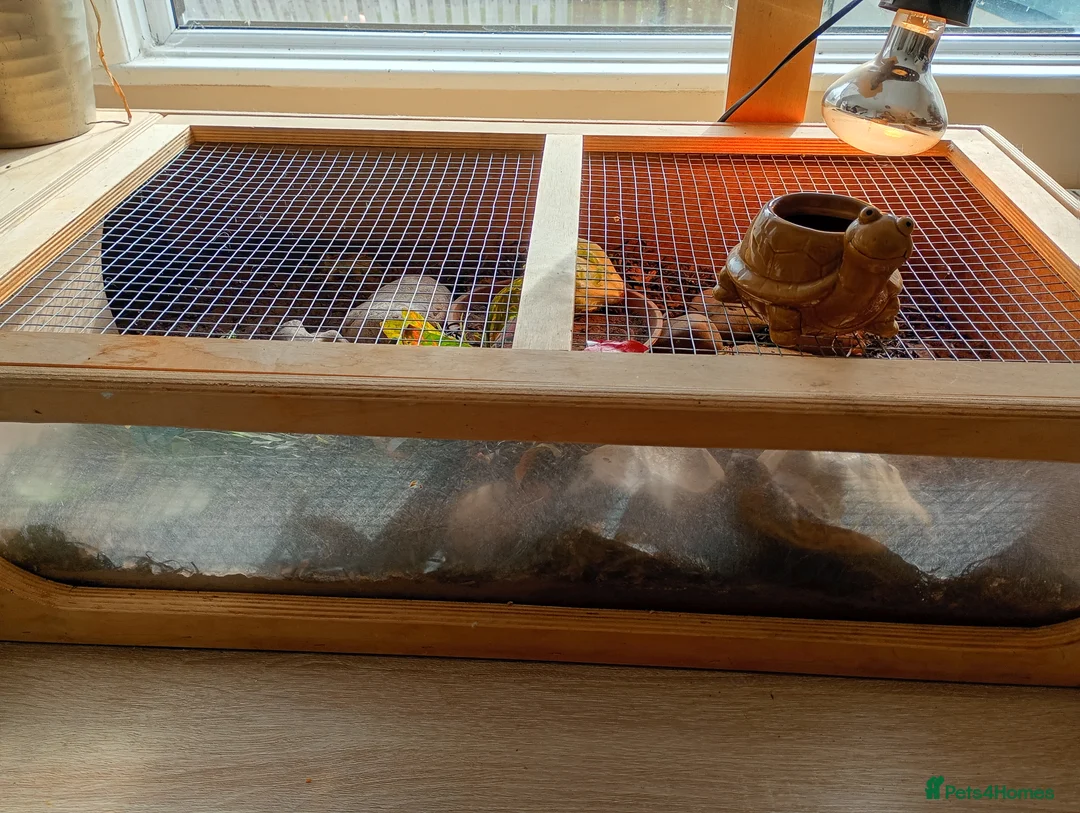 Tortoise reptiles for sale: 7 year old tortoise with enclosure  in Daventry - Advert 3