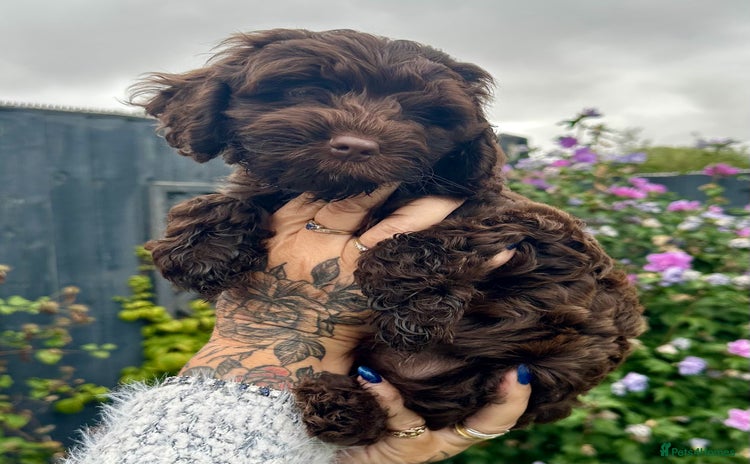Cockapoo dogs - Advert 2