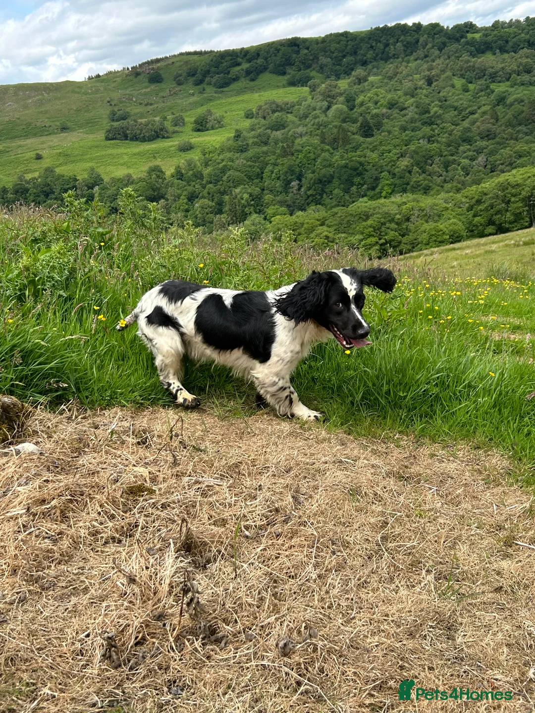 English Springer Spaniel dogs for sale: KC Registered Springer Spaniel - Advert 5