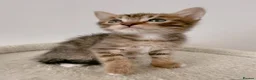 Mixed Breed cats for sale: Tiger, tabby mackerel male kitten - Advert 2