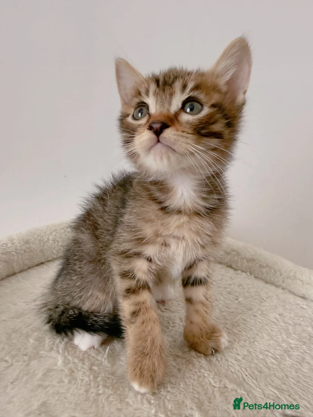 Mixed Breed cats for sale: Tiger, tabby mackerel male kitten - Advert 2
