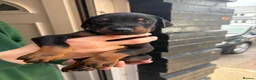 Dobermann dogs for sale: European Doberman puppies  in Birmingham - Advert 8