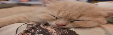 British Shorthair Kitten 1