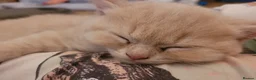 British Shorthair cats for sale: Blue british shorthair kittens in Southsea - Advert 5