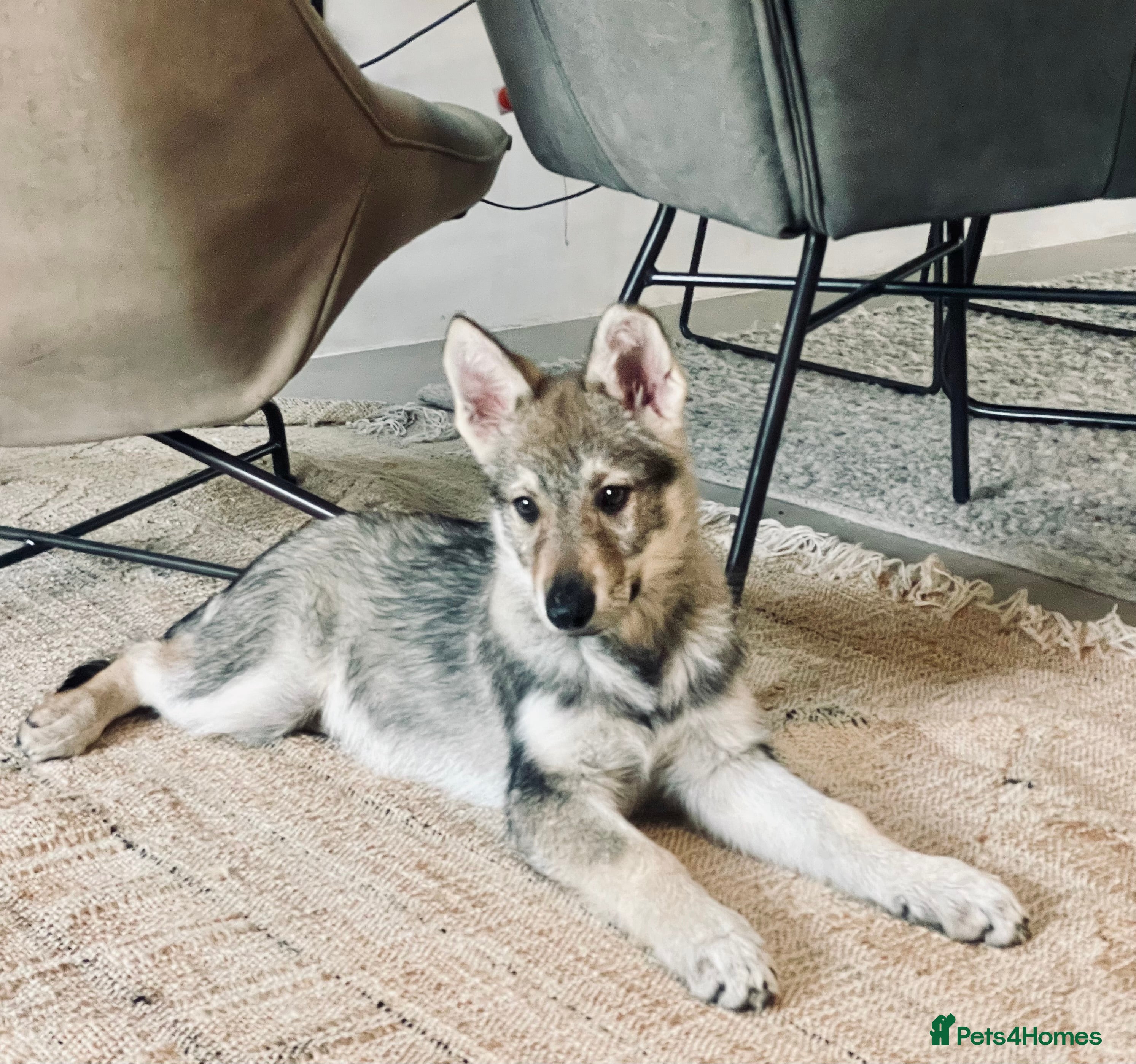 Saarloos Wolfdog dogs Saarloos Wolfdog  - Advert 1