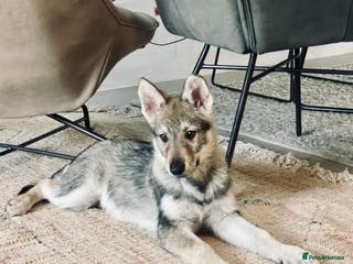 Saarloos Wolfdog dogs Saarloos Wolfdog - Advert 1