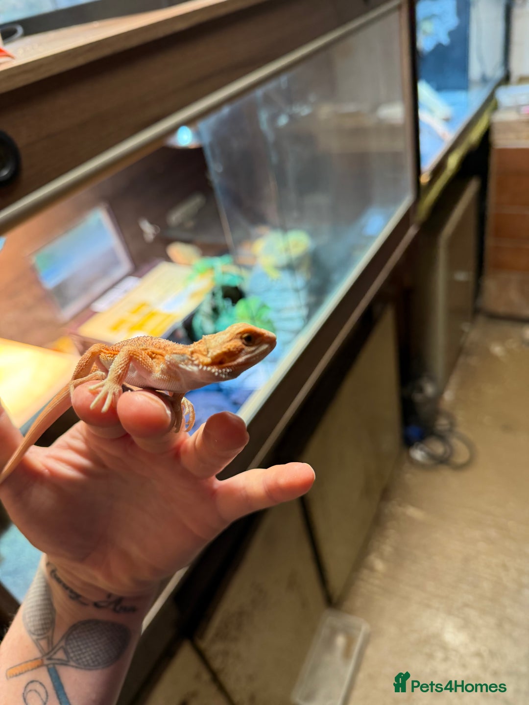 Bearded Dragon reptiles for sale: Red spiky morth Baby beared dragon has extra toe  - Advert 6