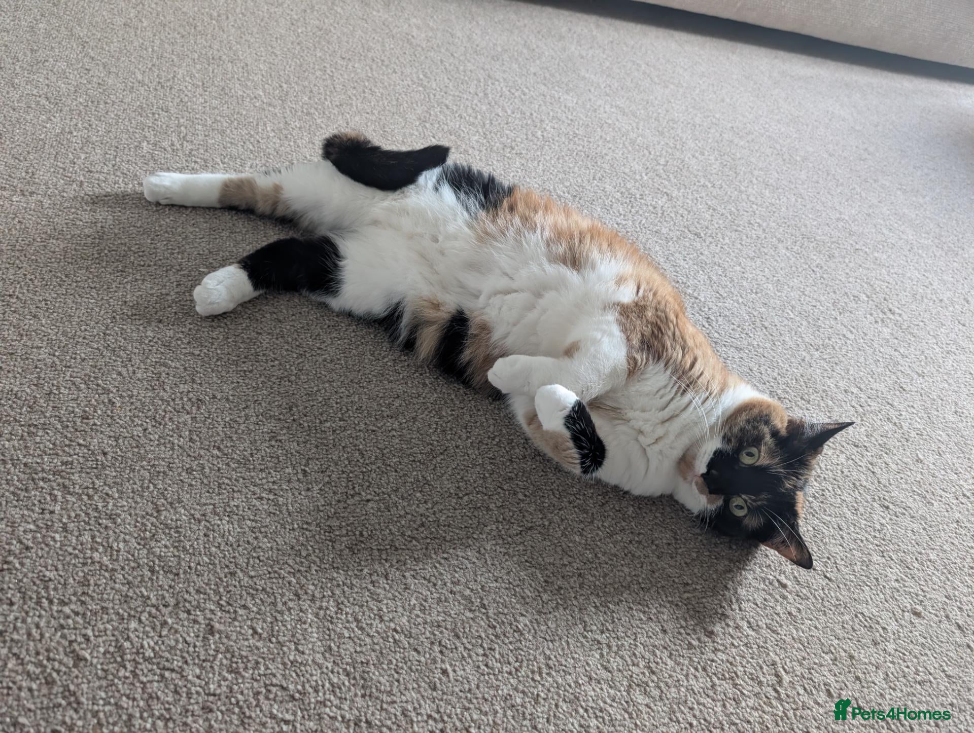 Domestic Shorthair cats Rehoming Amber 5yo Female Cat - Advert 2