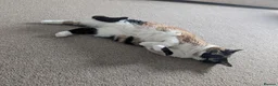 Domestic Shorthair cats for sale: Rehoming Amber 5yo Female Cat in Aberdeen - Advert 1