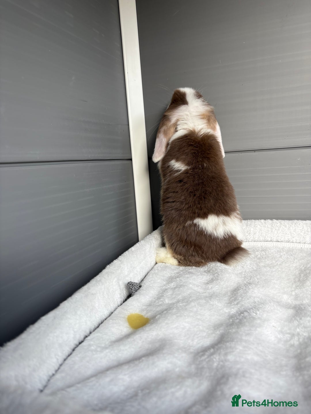 Mini Lop rabbits for sale: Stunning mini lops  - Image 9
