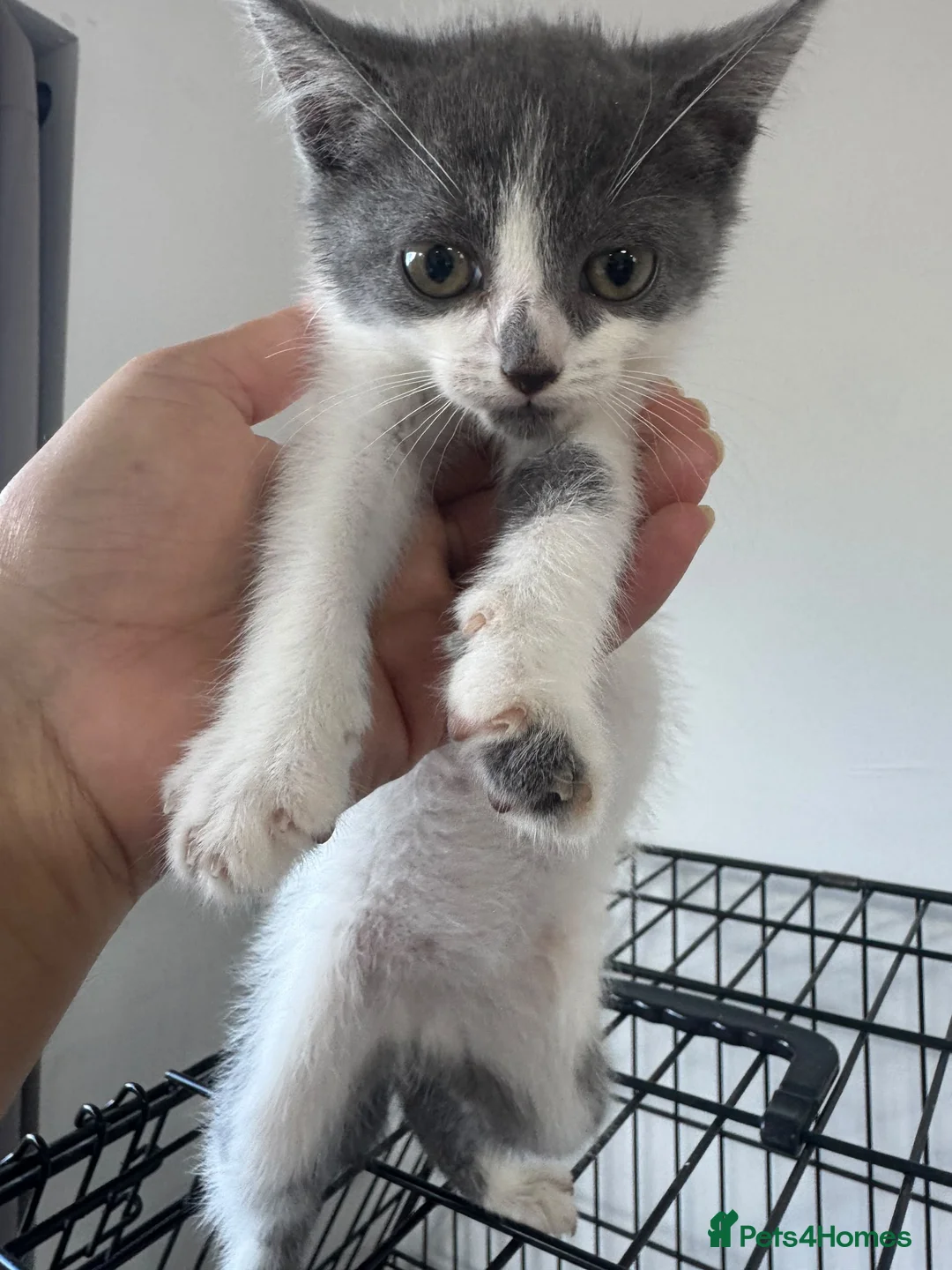 Mixed Breed cats for sale: Ragdoll mixed female  - Advert 2