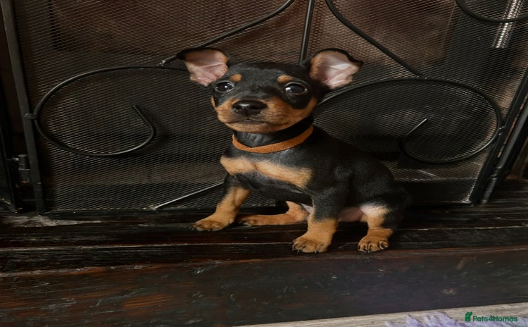 Miniature Pinscher dogs - Advert 1