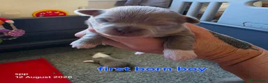 Chihuahua 3