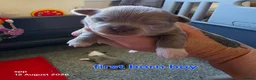 Chihuahua dogs for sale: Long coat chihuahua puppies kc registered - Advert 18