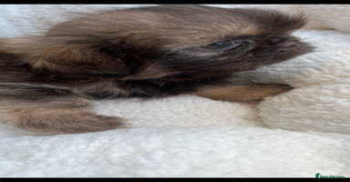 Shih Tzu dogs - Advert 7