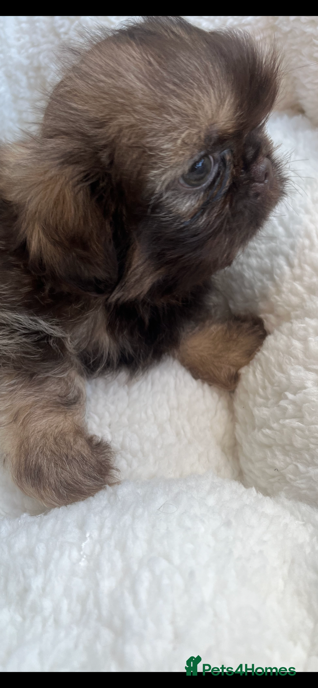 Shih Tzu dogs for sale: 1 beautiful little boy  - Image 3