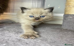 Ragdoll cats for sale: Pedigree Cherubim Ragdoll Kittens💫 - Image 6