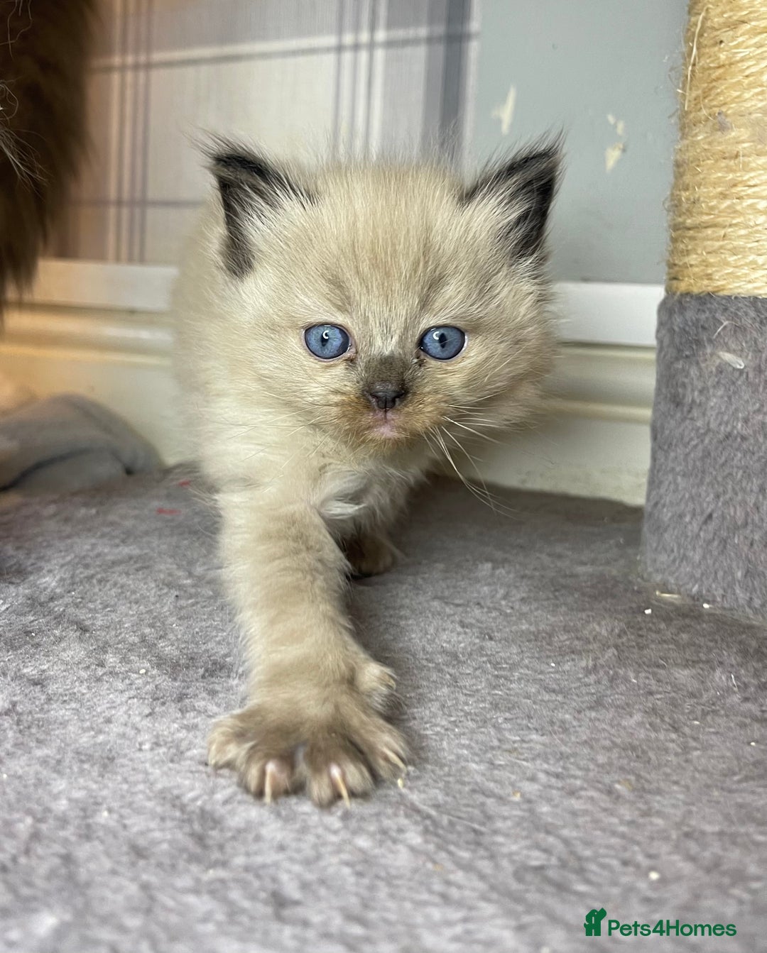 Ragdoll cats for sale: Pedigree Cherubim Ragdoll Kittens💫 - Image 6