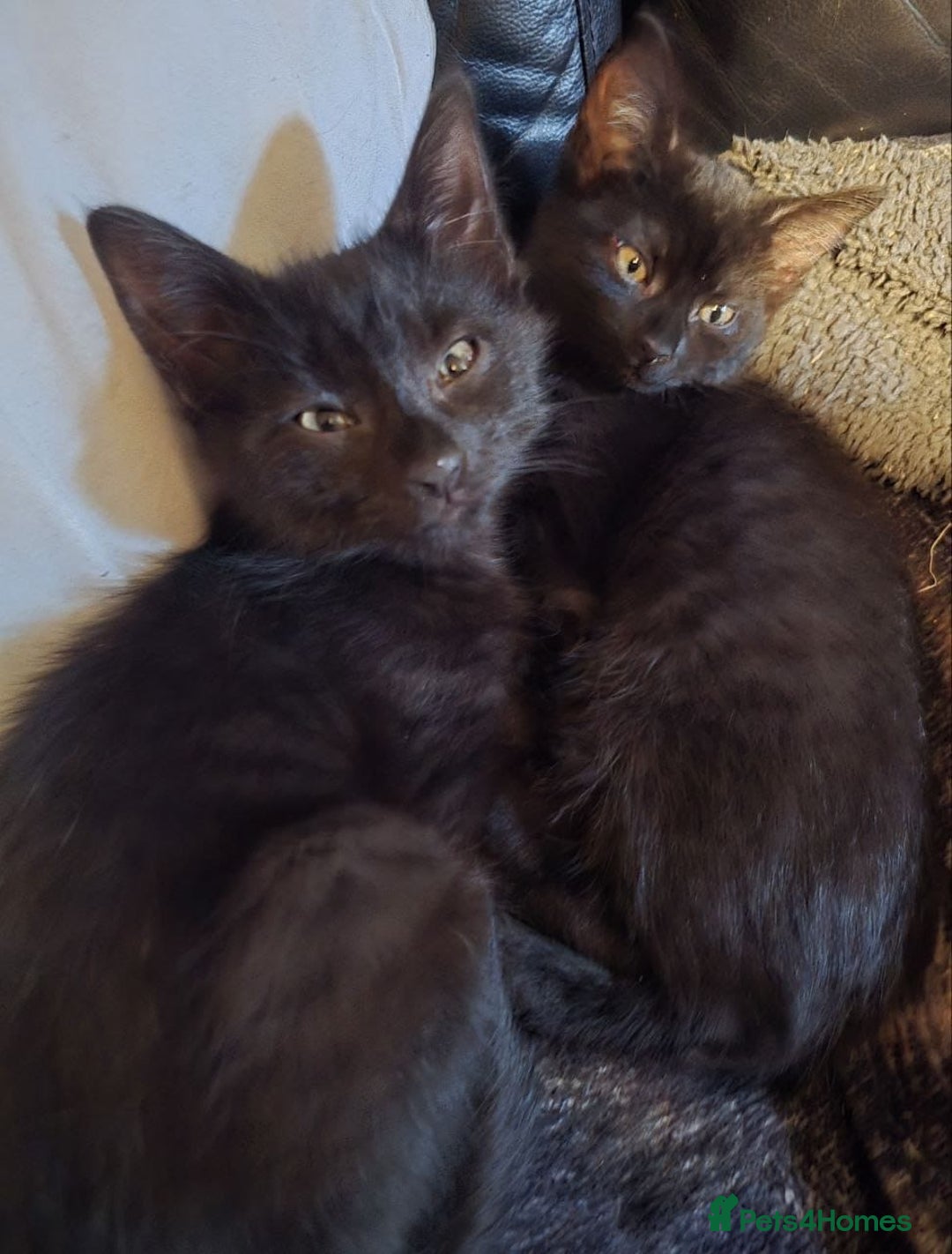 Mixed Breed cats for sale: 5 kittens for sale - Image 3