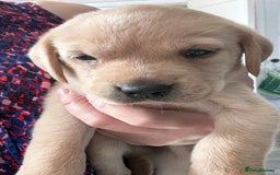 Labrador Retriever dogs for sale:  labrador retriever pups - Image 33