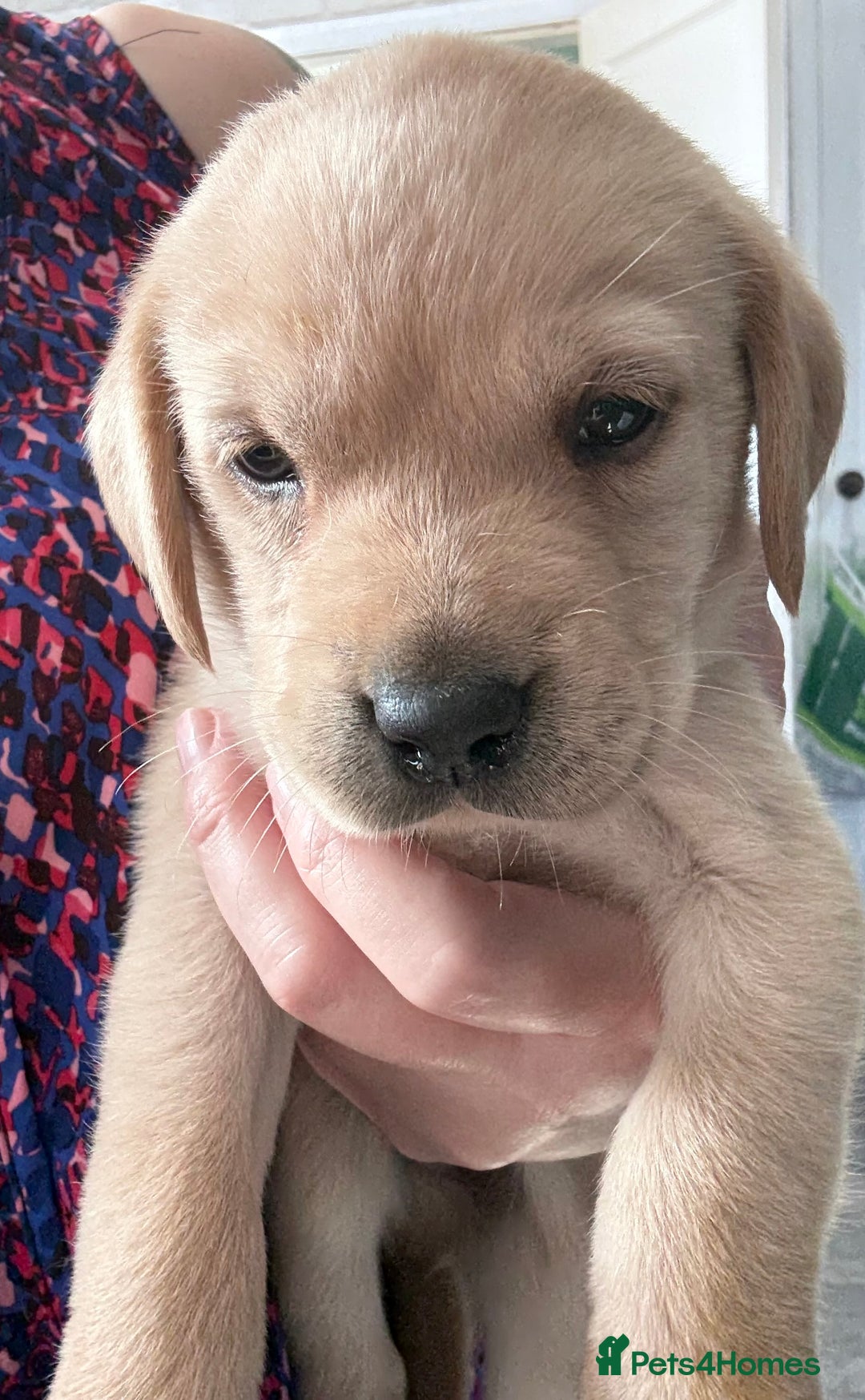 Labrador Retriever dogs for sale:  labrador retriever pups - Image 33