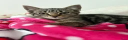 Domestic Shorthair cats for sale: 1 year Old Male Tabby Cat in Loughborough - Advert 9