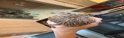 Quail poultry for sale: Tibetan x Italian cross coturnix quail (Male) in Ellesmere Port - Advert 1