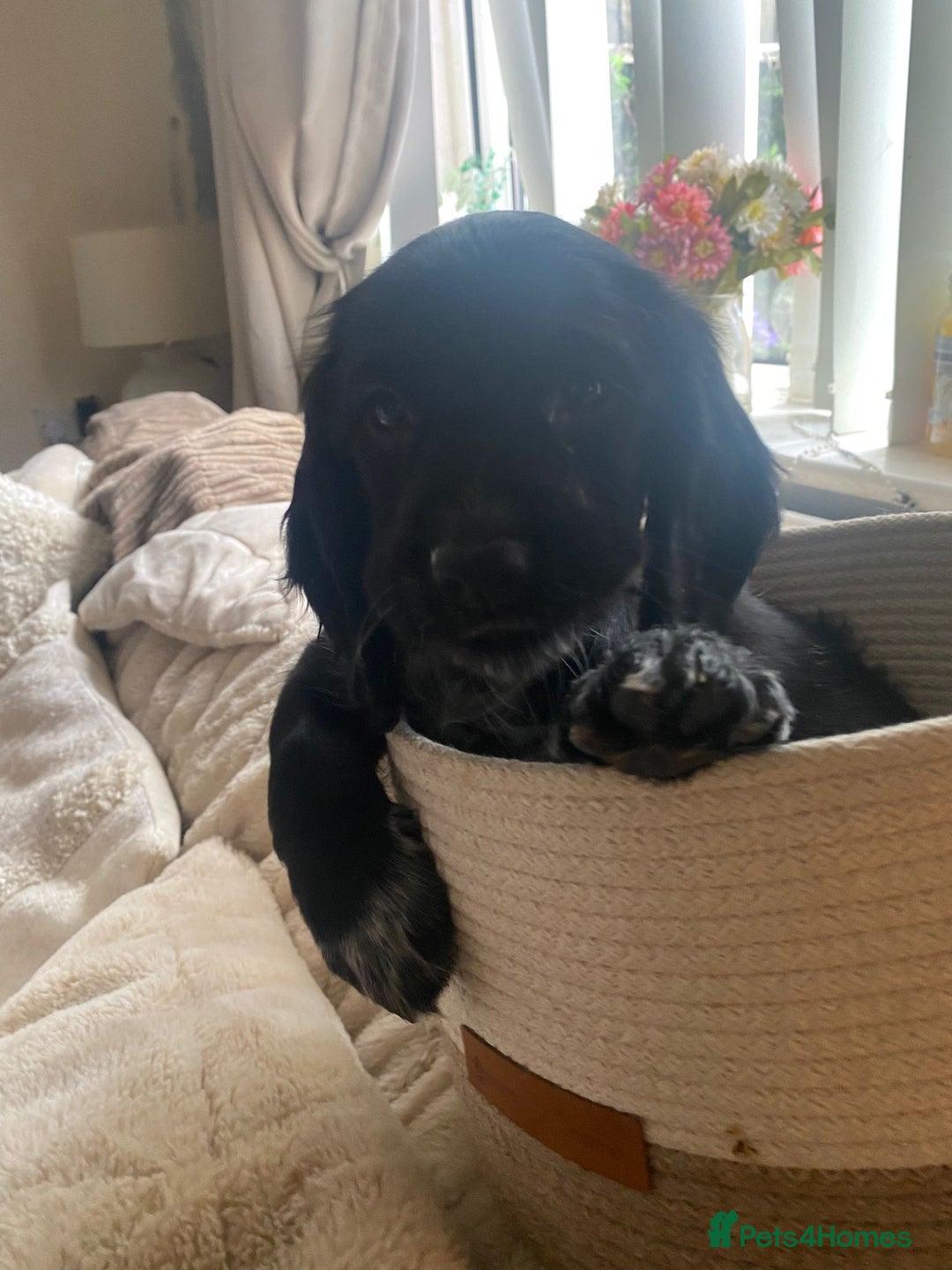 Cocker Spaniel dogs for sale: litter of 6 pedigree cocker spaniel puppies. - Image 28