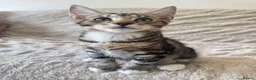 Mixed Breed cats for sale: Tabby Male Kitten  - Advert 2